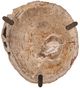 Dovetail Furniture Sampson Light Natural Coffee Table with Bronze Base-2