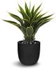 Le Present Agave Green And Yellow Faux Botanical-0