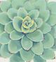 Classy Living Tim OToole Pastel Succulent III Wall Art-1