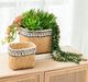 A & B Home Green Faux Stonecrop Succulent Stem-4