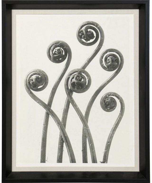 Stylecraft Plant 3 Blossfeldt Wall Art-0