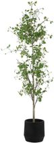 Uttermost® Boreal Aged Gray/Green Potted Birch Tree-2