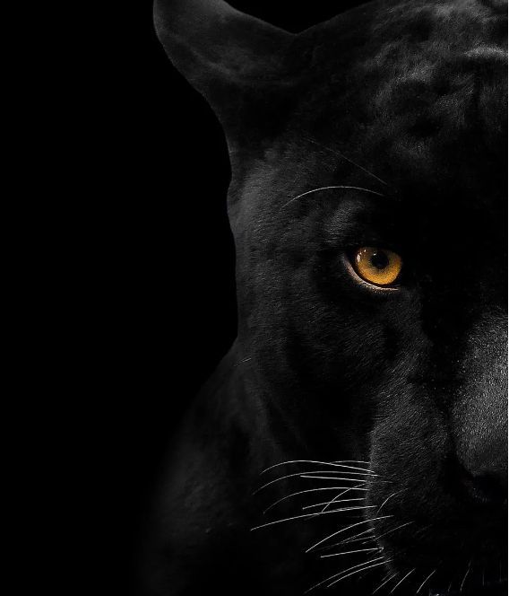 Classy Art Panther Face Wall Art-1