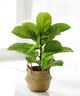 Giftcraft Brown/Green Decorative Plant with Basket-0