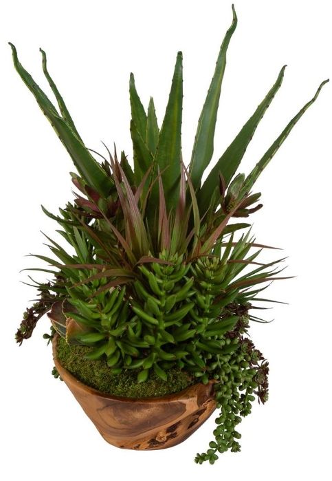 Uttermost® Salar Natural Succulents-3