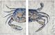 Bassett Mirror Crab 2-Piece Blue Wall Art Set-0