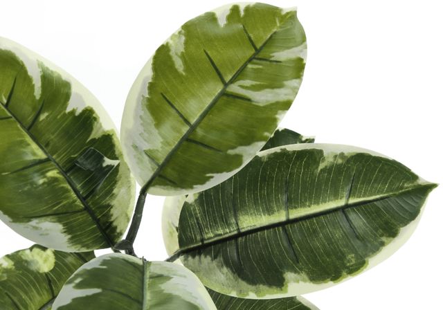 Monarch Specialties Inc. Green/Black 52" Artificial Potted Rubber Tree-2