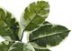 Monarch Specialties Inc. Green/Black 52" Artificial Potted Rubber Tree-2