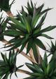 Le Present Agave Green 42" Faux Botanical-1