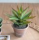 A & B Home Green Potted Faux Black Prince Succulent-2