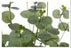 A & B Home Green Eucalyptus Bundle-2