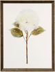 Stylecraft Light Green/White Framed Print-0