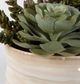 Uttermost® Mesa Green/Tan Succulent Accent-3