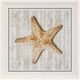 Stylecraft Seashells l Framed Print-0