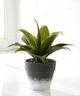 Giftcraft Black/Green/White Decorative Plant with Planter-0