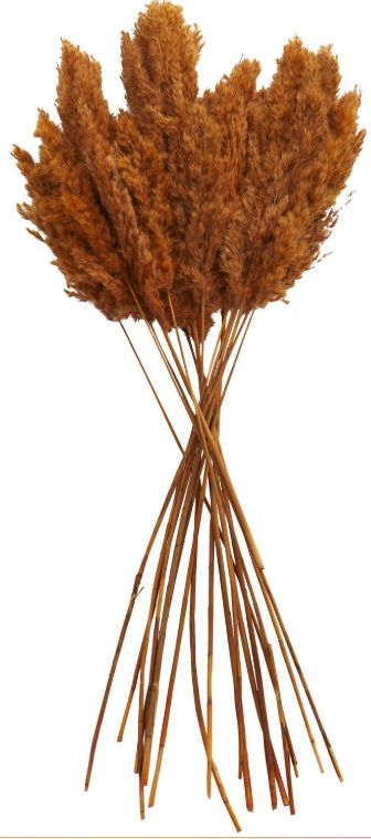 Deco Marche Orange Dried Plant Pampas Grass Natural Foliage with Long Stems-0