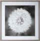 Uttermost® Majchrowicz Dandelion Seedhead Framed Print-0