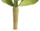 A & B Home Green Sedum-1