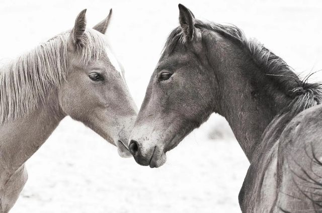 Classy Art Gentle Herd by Danita Delimont Wall Art-0
