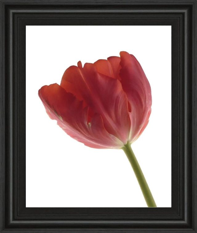 Classy Art Red Tulip by Art Photo Pro Wall Art-0