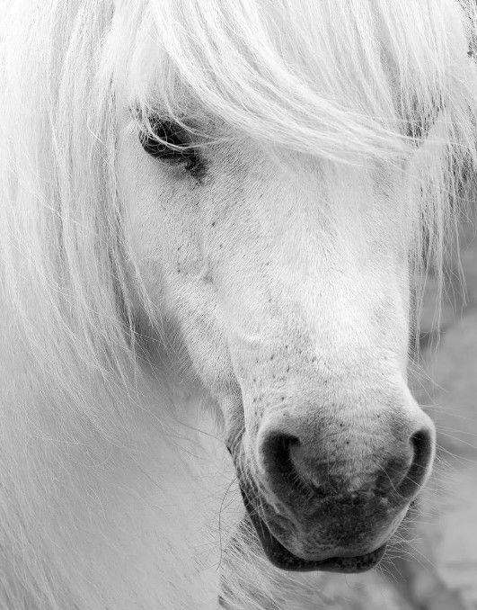 Classy Art Island Pony I by Danita Delimont Wall Art-0
