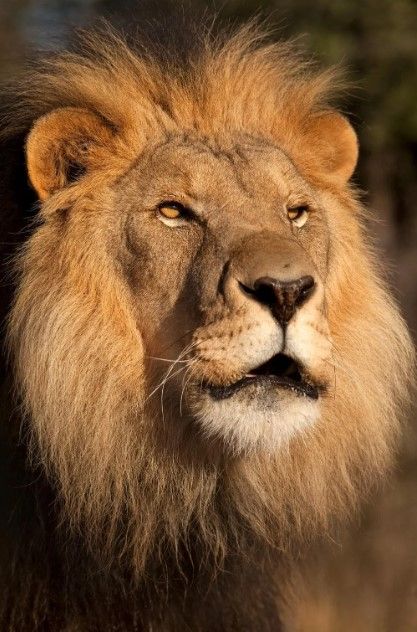 Classy Art Lion at Sunset by Jimmy’z Wall Art-0