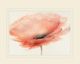 Classy Living Prior, J.P. Chiffon Poppy Wall Art-2
