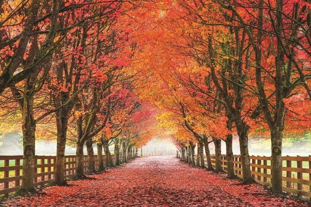 Classy Art North Bend Trees by Aaron Reed Wall Art-0
