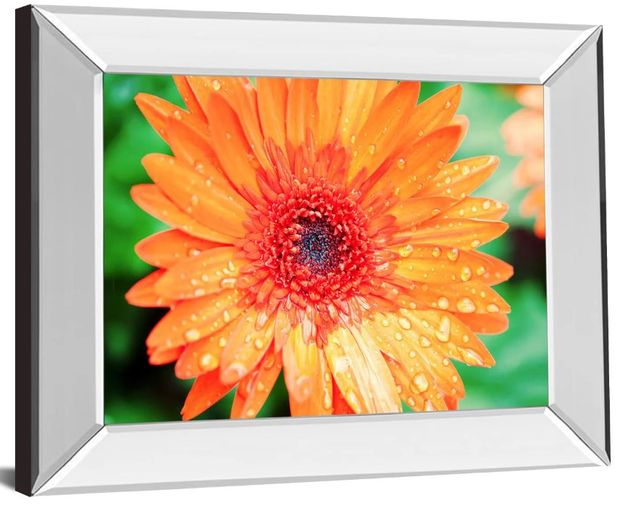 Classy Art Orange Gerbera by Susan Bryant Mirror Framed Wall Art-0