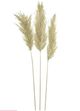 A & B Home Cream Dried Natural Pampas Grass Bundle-0