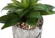 Monarch Specialties Inc. 2-Piece Grey 6" Tall Artificial Potted Succulent-2