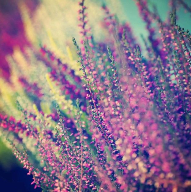 Classy Art Lavender Wall Art-0