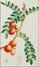 Stylecraft Green/Light Green/Off-White/Orange Wall Art-1