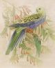 Stylecraft Tamara Day for Stylecraft Naturalist Archive II Wall Art-2