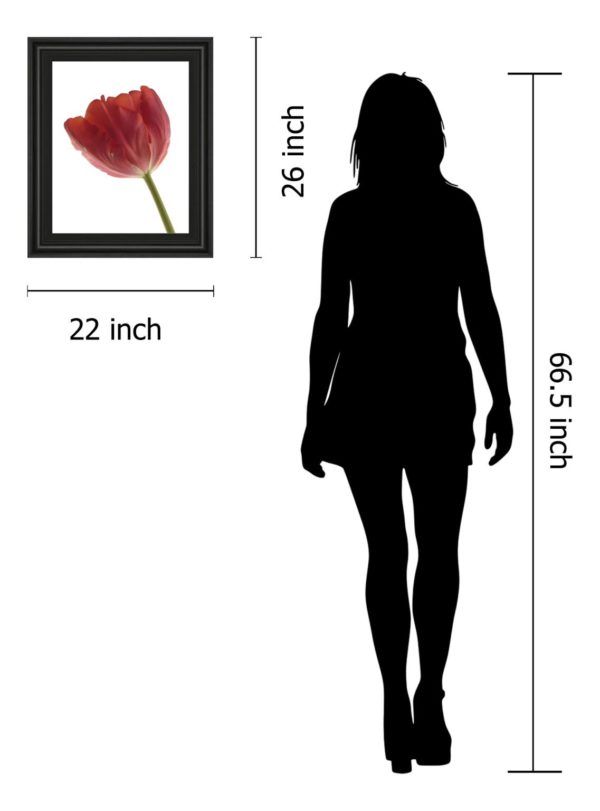 Classy Art Red Tulip by Art Photo Pro Wall Art-2