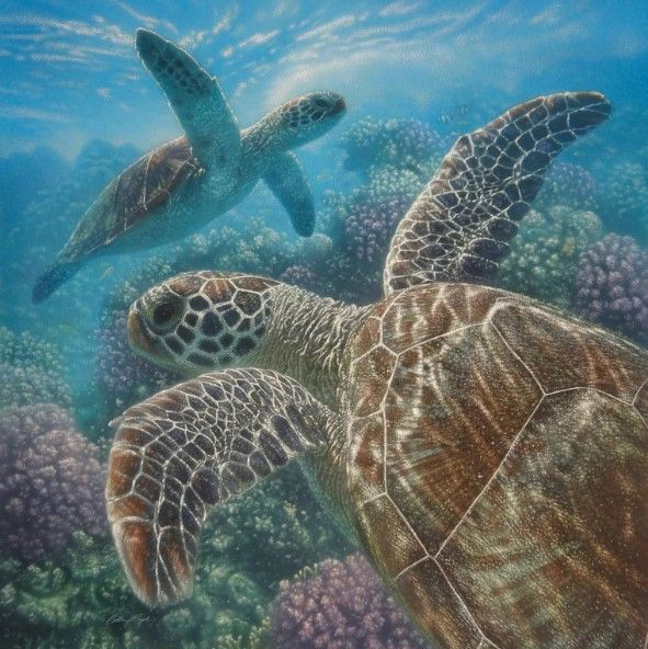 Classy Art Sea Turtles by Collin Bogle Wall Art-0