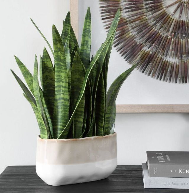 Uttermost® Sansera Snake Baige/Tan Accent Plant-2