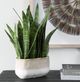 Uttermost® Sansera Snake Baige/Tan Accent Plant-2