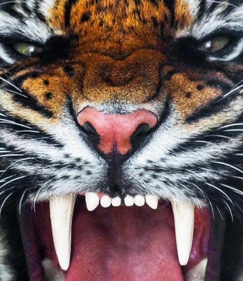 Classy Art Angry Tiger Wall Art-1