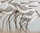 StyleCraft Norman Wyatt Home Shorebird Stride Wall Art-2