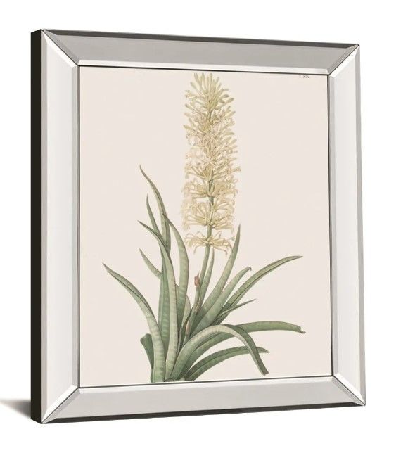 Classy Art Sansevieria Zeylancia by Pierre Joseph Redoute Mirrored Frame Wall Art-1