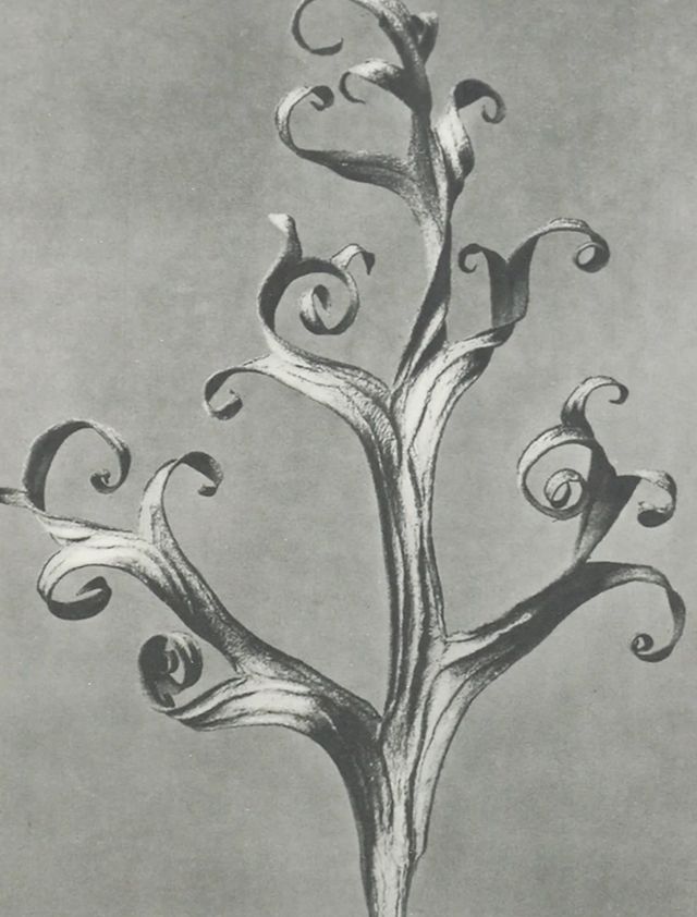 Stylecraft Plant 2 Blossfeldt Wall Art-1