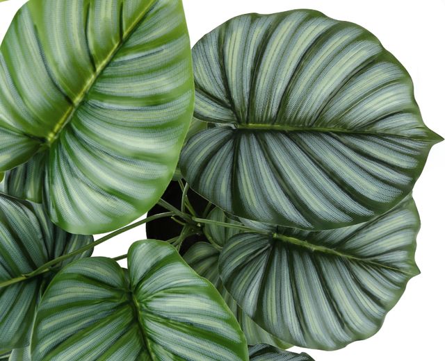 Monarch Specialties Inc. Green/Black 24" Artificial Potted Calathea-2