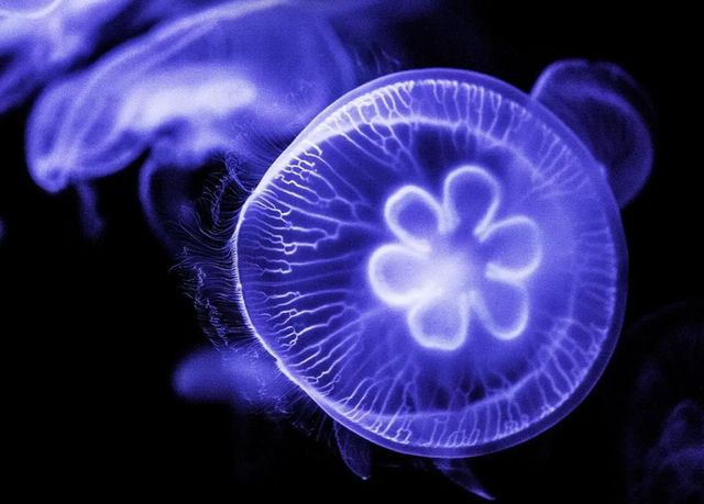 Classy Art Jelly Blue Wall Art-0