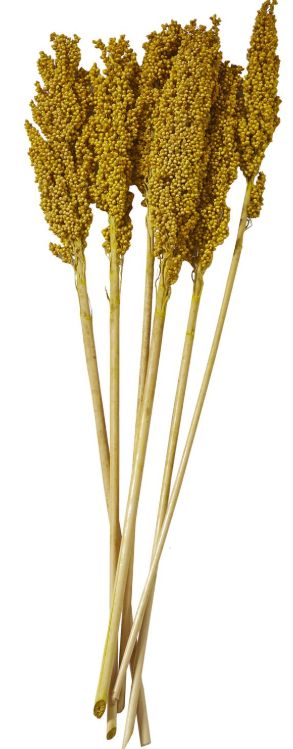 Deco Marche Yellow Dried Plant Corn Maze Grass Natural Foliage with Long Stems-0