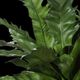 Uttermost® Verdure Fern Green Centerpiece in Glazed Pot-4