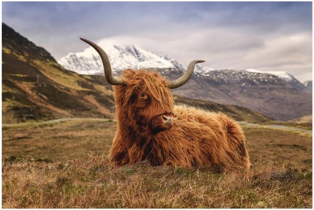Classy Living Highland Cow II Wall Art-0