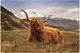 Classy Living Highland Cow II Wall Art-0