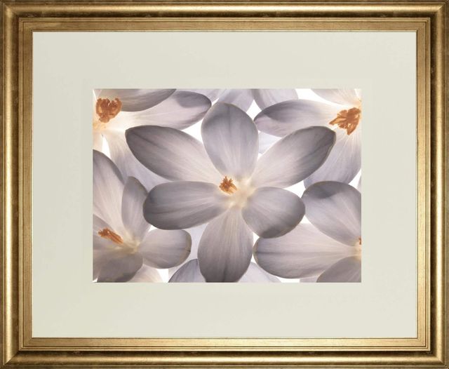 Classy Living Assaf Frank Petal Perfect 40"W Wall Art-0