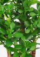 Le Present Jade Green 24" Faux Botanical Plant-1